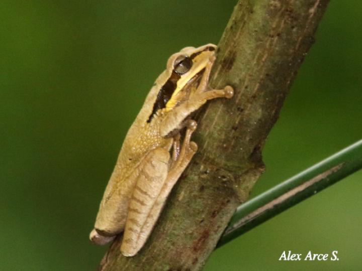 Smilisca phaeota (Rana arborícola enmascarada)