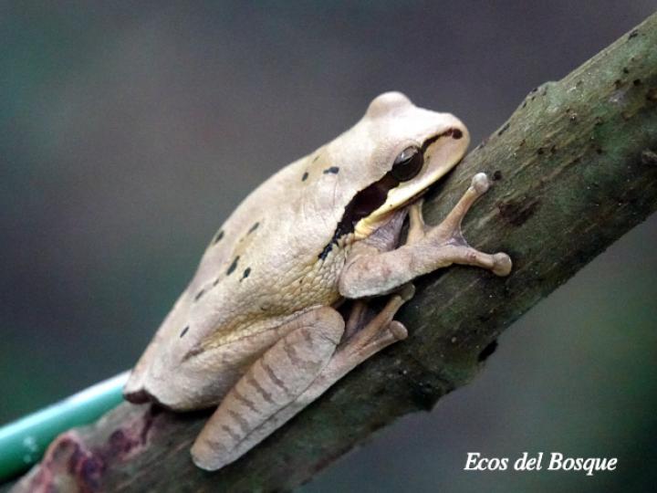 Smilisca phaeota (Rana arborícola enmascarada)
