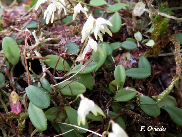 Specklinia calyptrostele