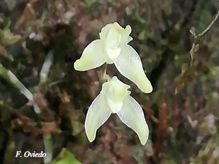 Specklinia calyptrostele