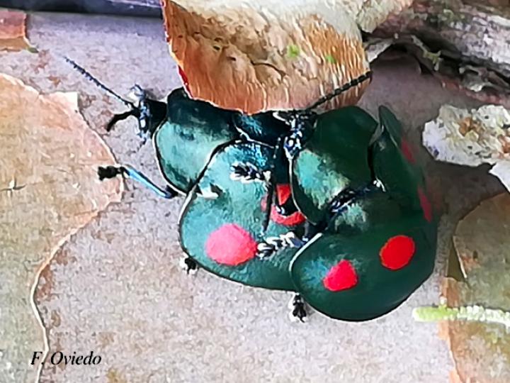 Stolas lebasii (Escarabajo tortuga)