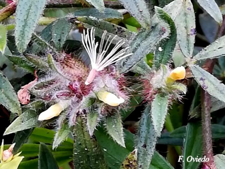 Stylosanthes guianensis
