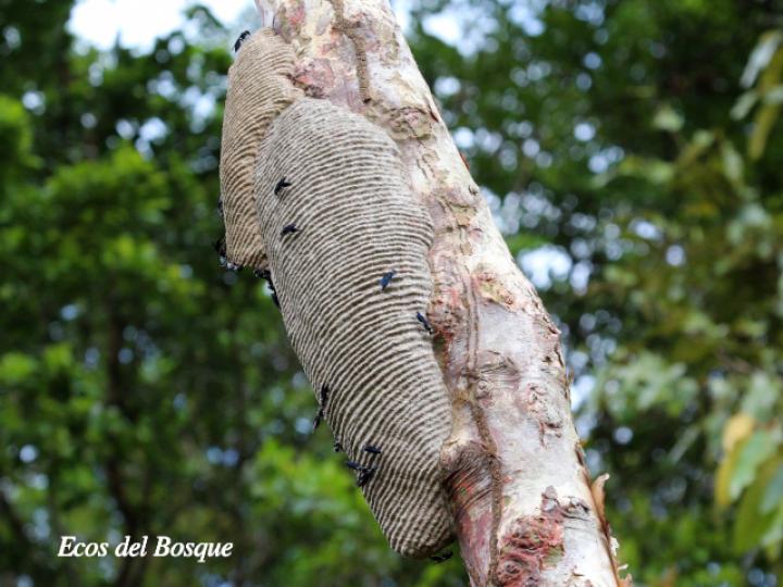 Synoeca septentrionalis (Avispas de chorro)