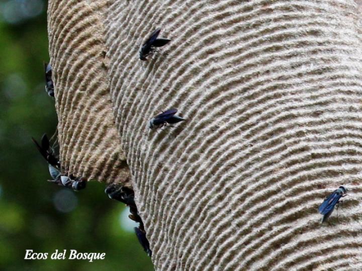 Synoeca septentrionalis (Avispas de chorro)