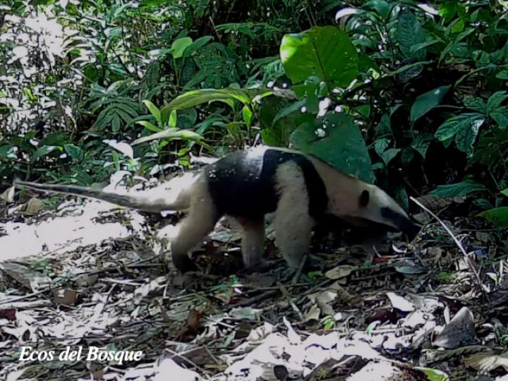 Tamandua mexicana (Oso hormiguero)