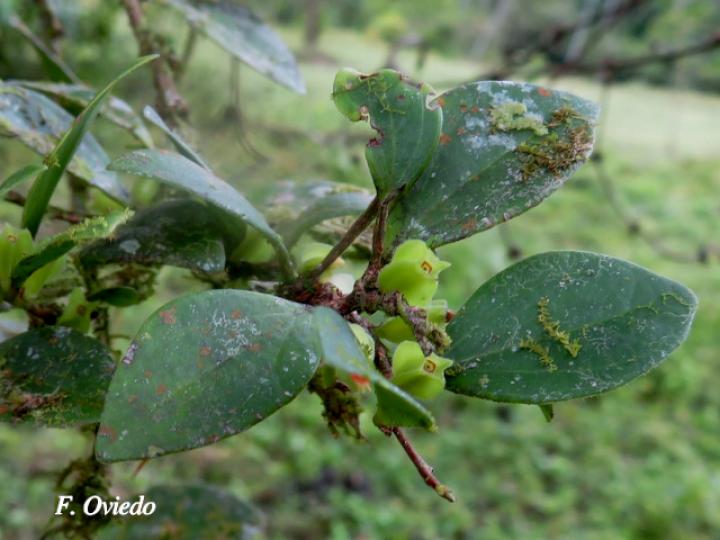 Themistoclesia pentandra