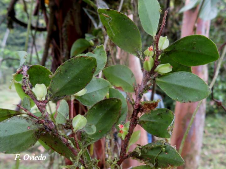 Themistoclesia pentandra