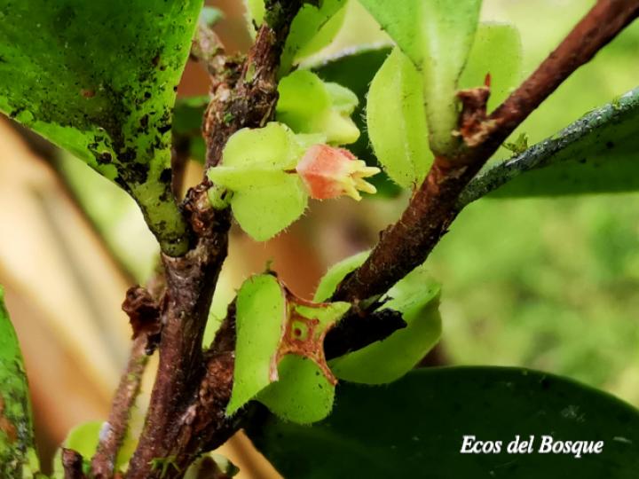 Themistoclesia pentandra