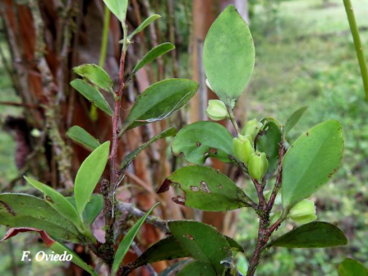 Themistoclesia pentandra