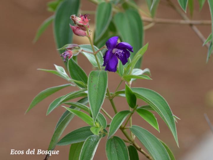 Tibouchina urvilleana (Nazareno)