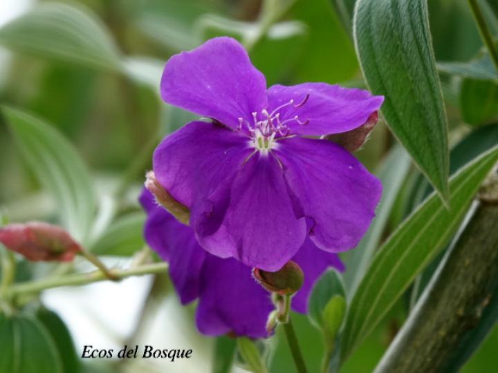 Tibouchina urvilleana (Nazareno)