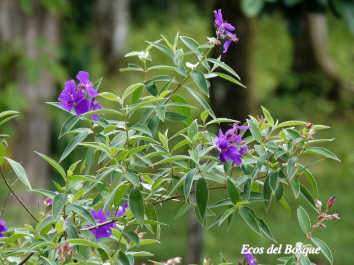 Tibouchina urvilleana (Nazareno)