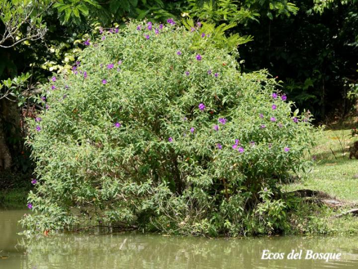 Tibouchina urvilleana (Nazareno)
