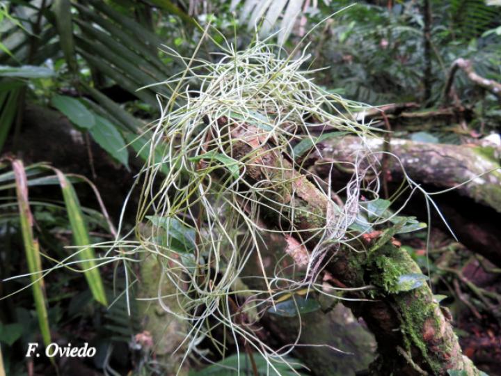 Tillandsia usneoides (Barba de viejo, Heno)