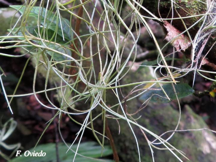 Tillandsia usneoides (Barba de viejo, Heno)