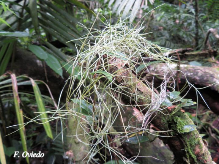 Tillandsia usneoides (Barba de viejo, Heno)