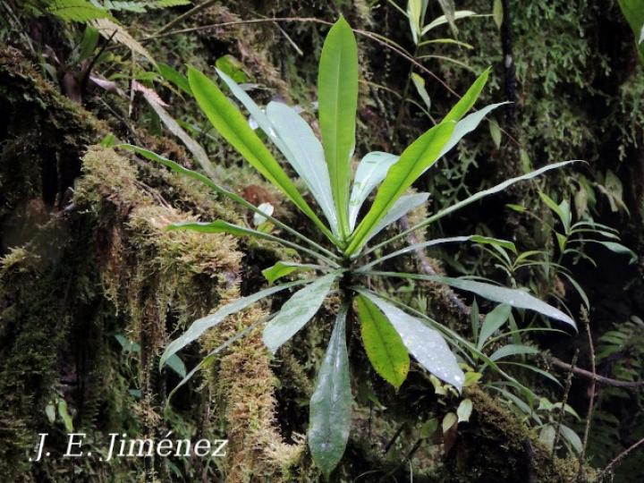 Tovomita weddelliana (Mangle blanco)