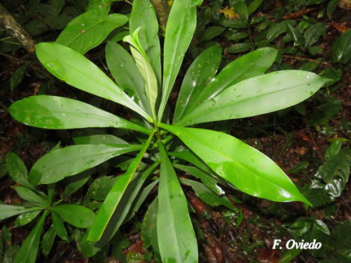 Tovomita weddelliana (Mangle blanco)