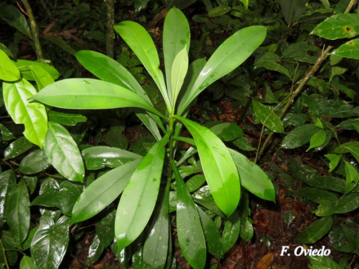 Tovomita weddelliana (Mangle blanco)