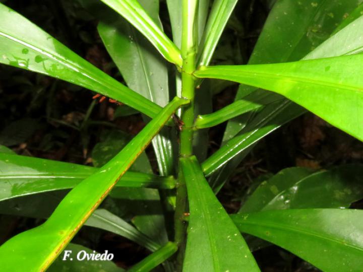 Tovomita weddelliana (Mangle blanco)