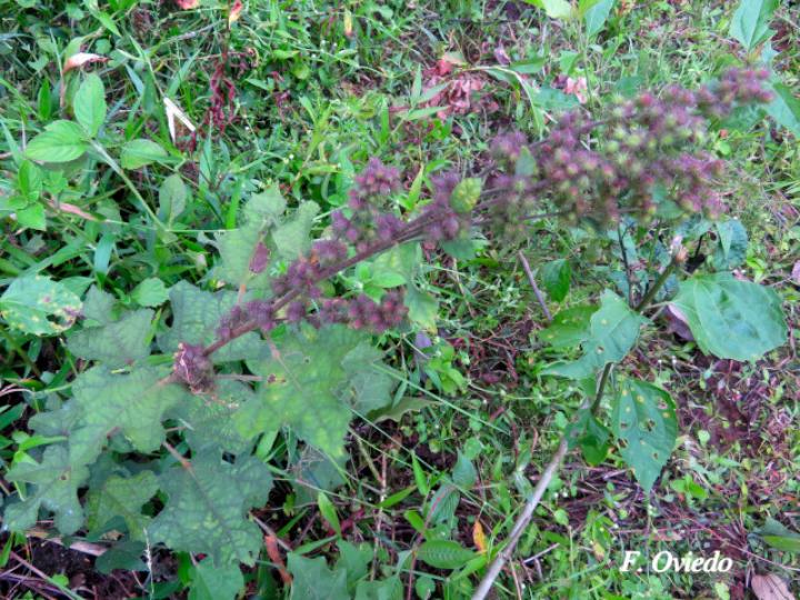 Triumfetta lappula (Mozote)