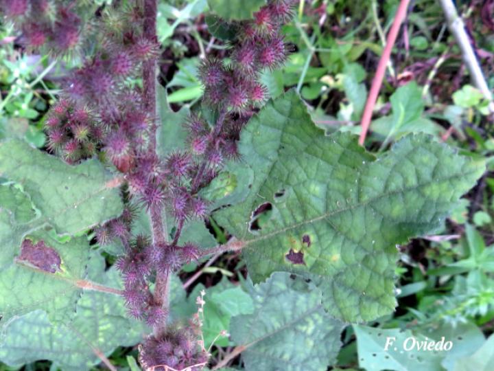 Triumfetta lappula (Mozote)