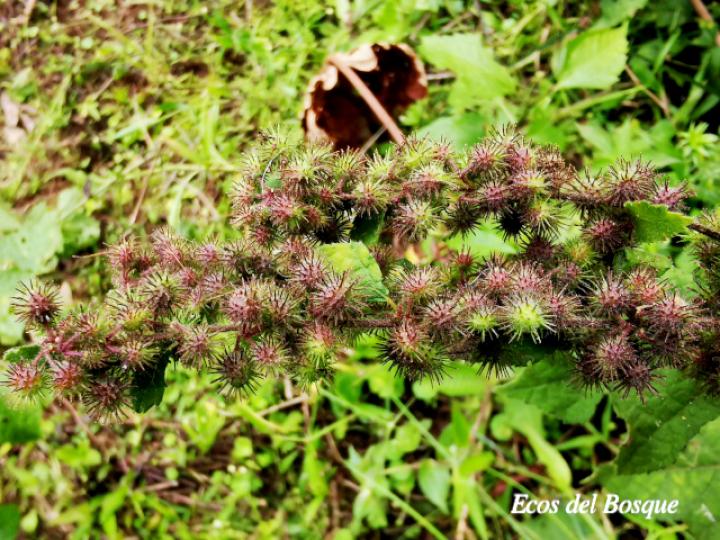 Triumfetta lappula (Mozote)