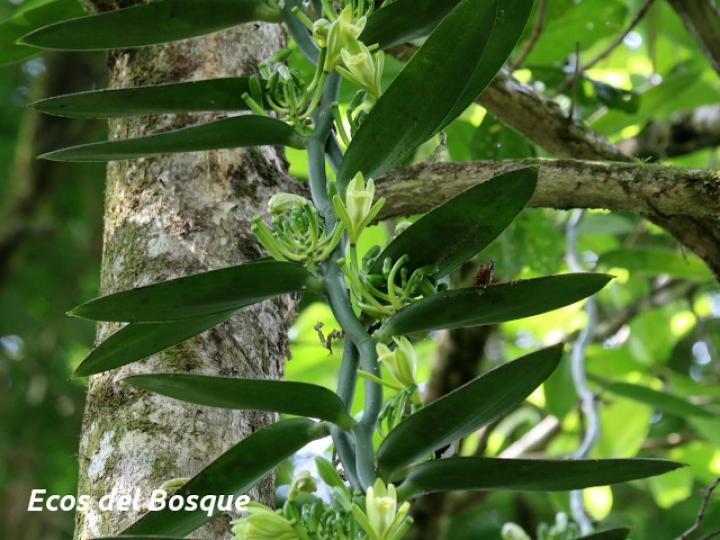 Vanilla planifolia