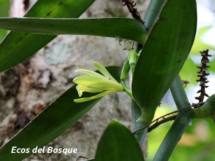 Vanilla planifolia