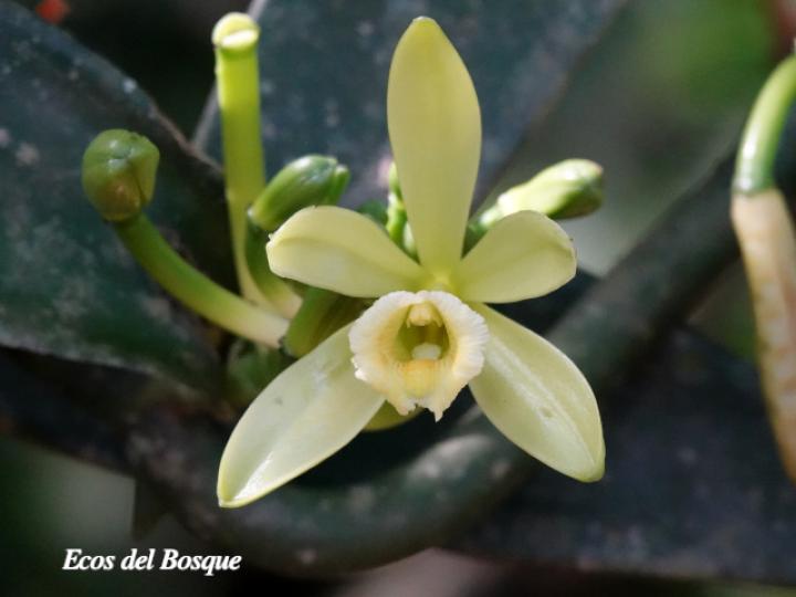 Vanilla planifolia