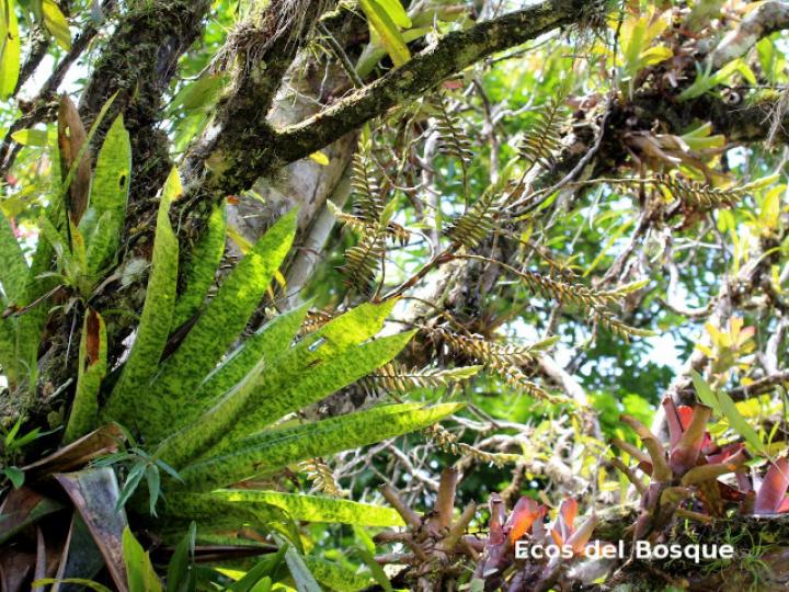 Werauhia kupperiana