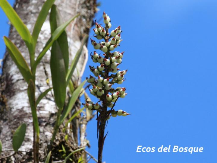 Aechmea angustifolia