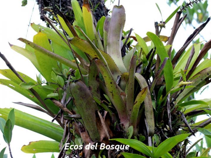 Aechmea angustifolia