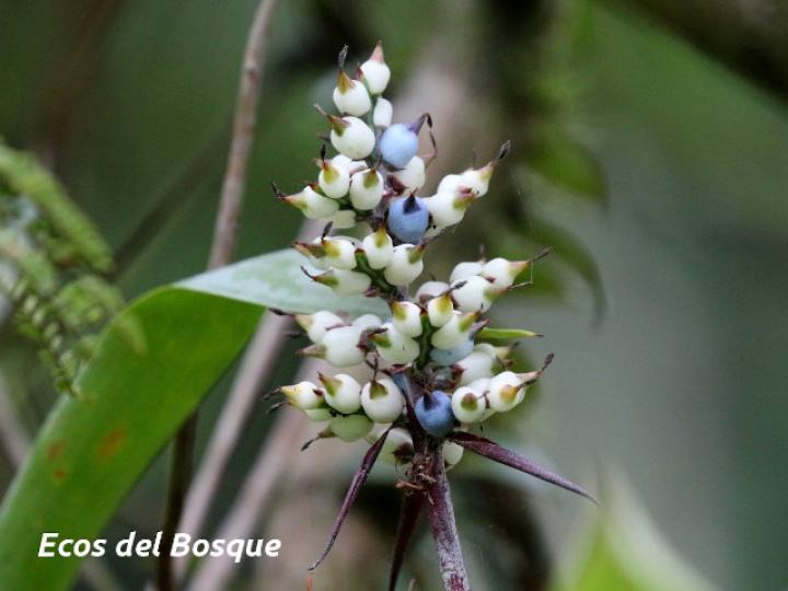 Aechmea angustifolia