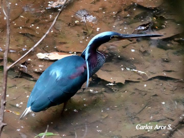 Agamia agami (Garza agami)