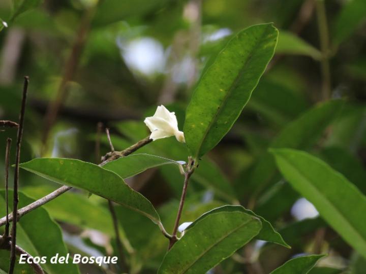 Allomarkgrafia plumeriiflora