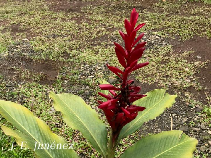 Alpinia purpurata (Ginger)
