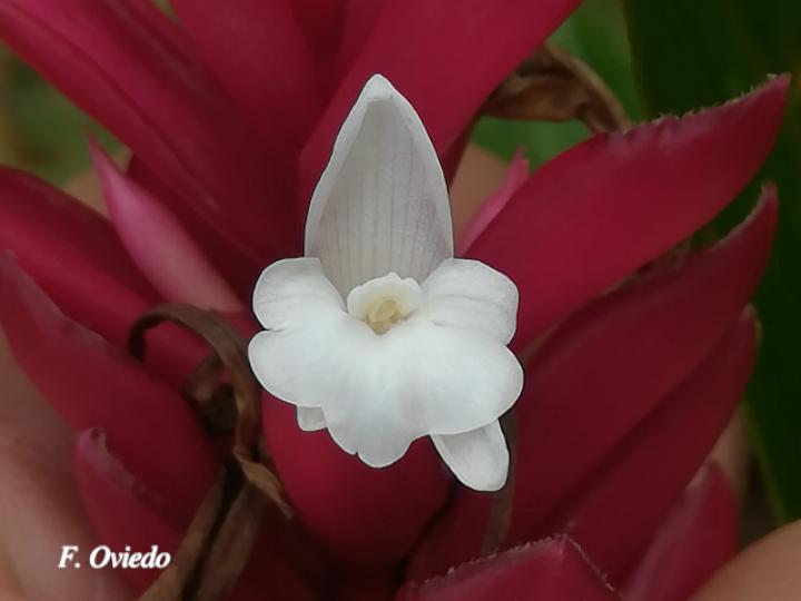 Alpinia purpurata (Ginger)