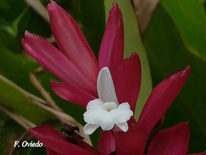 Alpinia purpurata (Ginger)