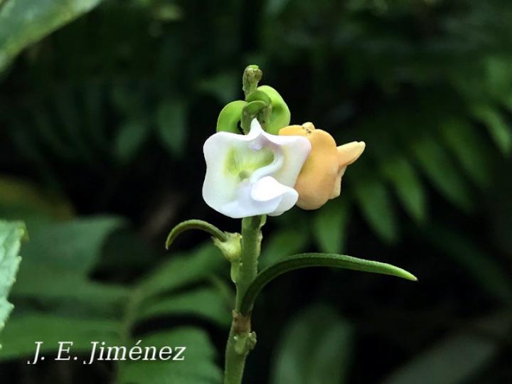 Ancistrotropis peduncularis