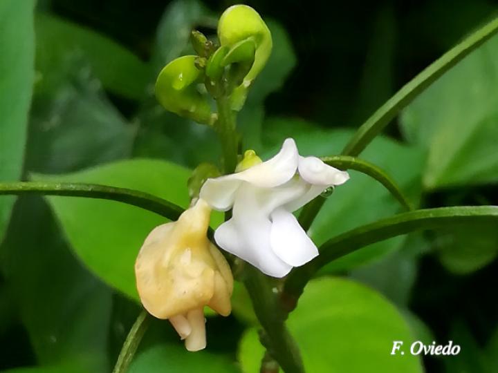 Ancistrotropis peduncularis