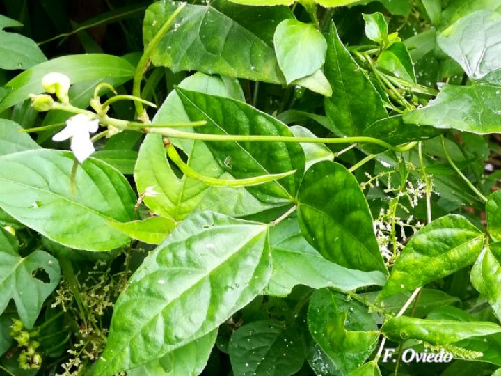 Ancistrotropis peduncularis