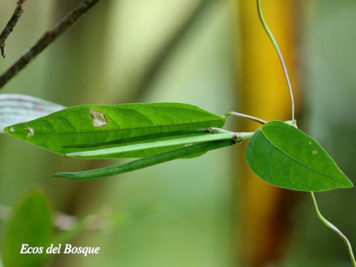 Ancistrotropis peduncularis