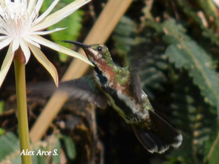 Anthracothorax prevostii (Manguito pechiverde)