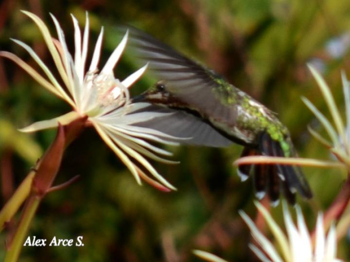 Anthracothorax prevostii (Manguito pechiverde)