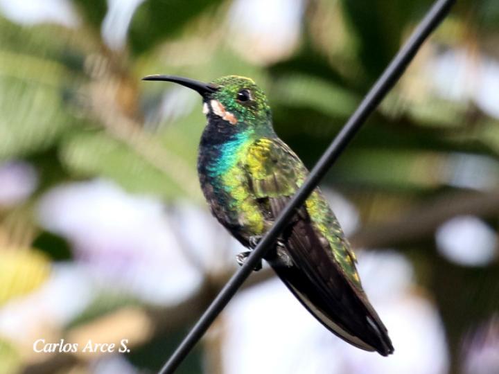 Anthracothorax prevostii (Manguito pechiverde)