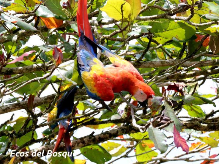 Ara macao (Lapa roja)