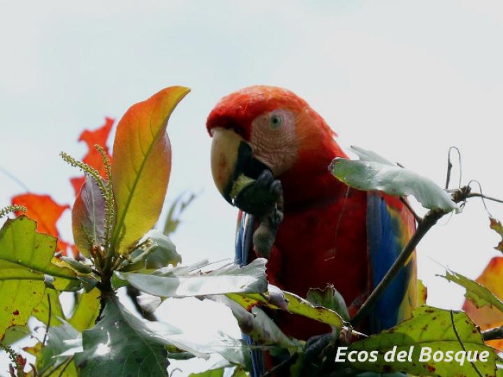 Ara macao (Lapa roja)