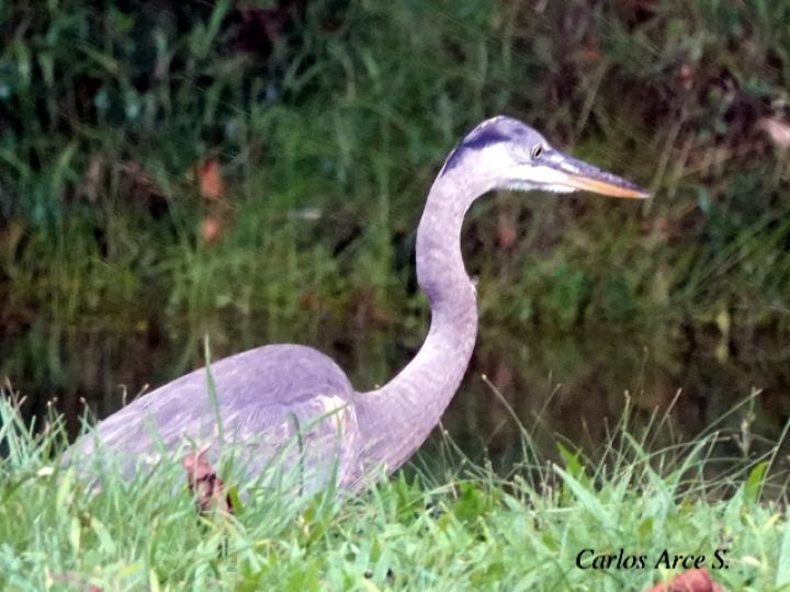 Ardea herodias (Garzón azulado, Garza ceniza )