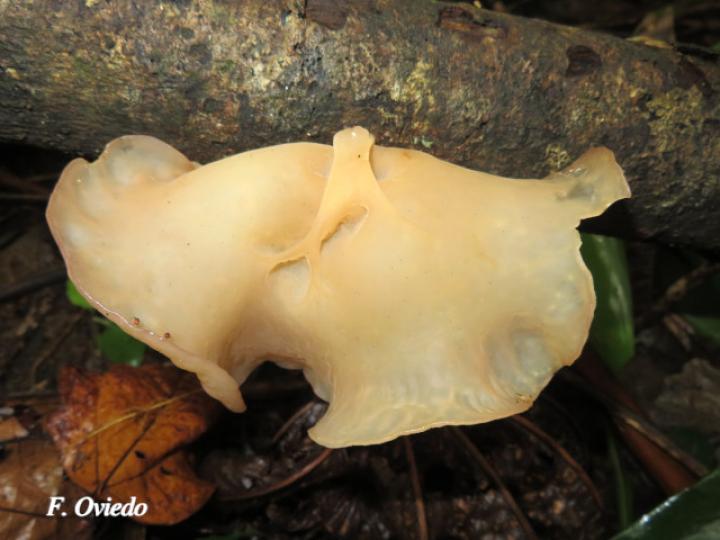 Auricularia cornea (Oreja de palo)
